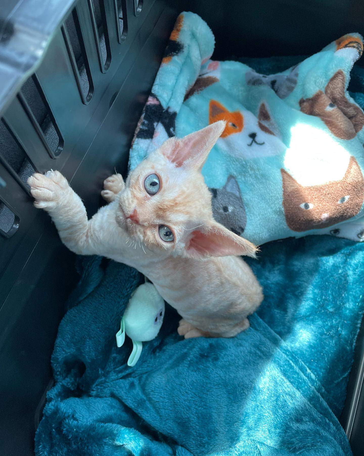 Available Kittens – Devon Rex Kitten Haven